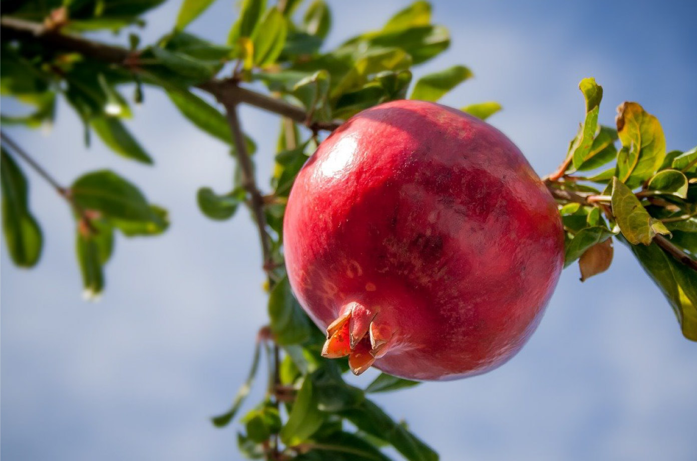 天堂水果 - 紅石榴
