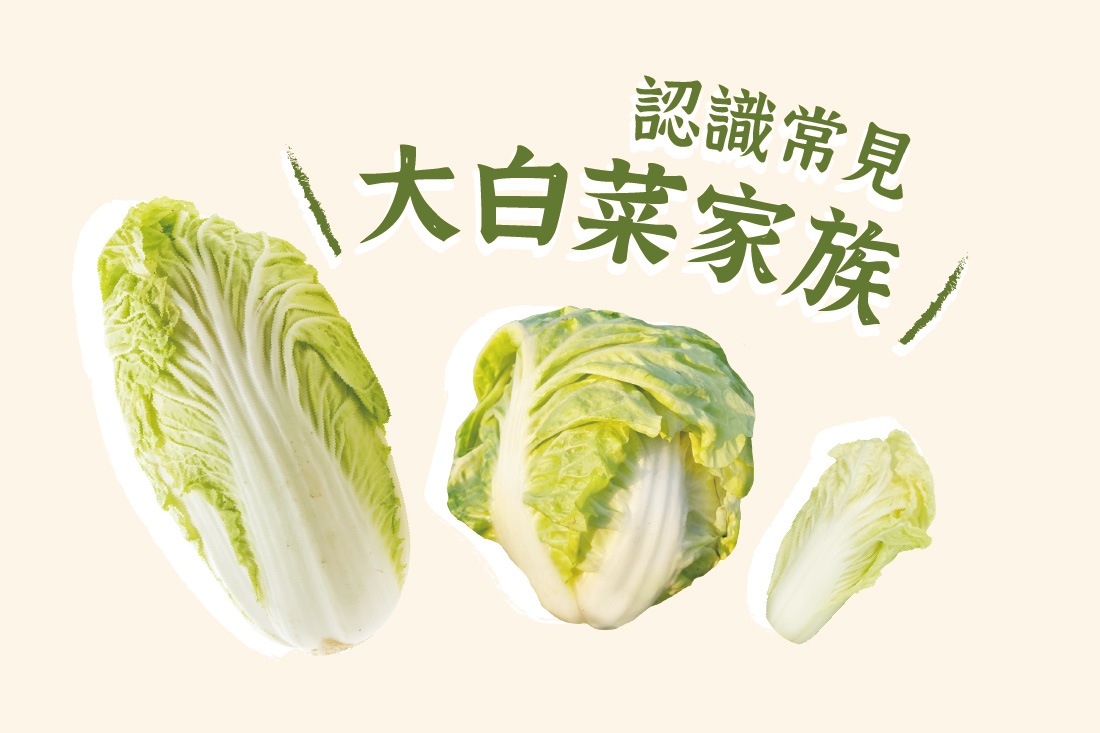 大小個頭差很大，一次搞懂結球白菜家族