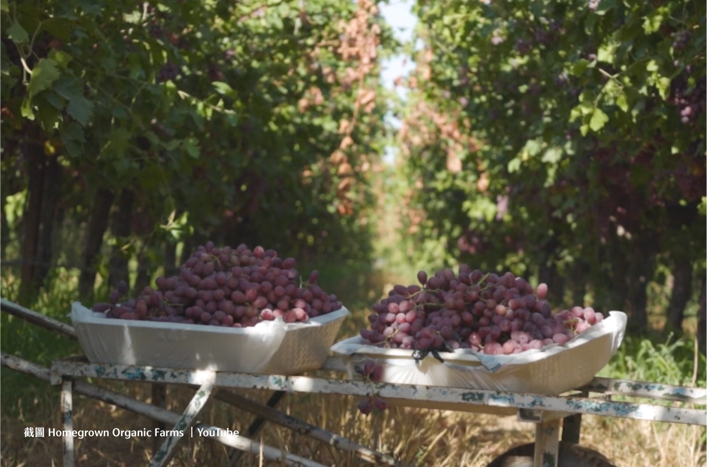 截圖 Homegrown Organic Farms |YouTube