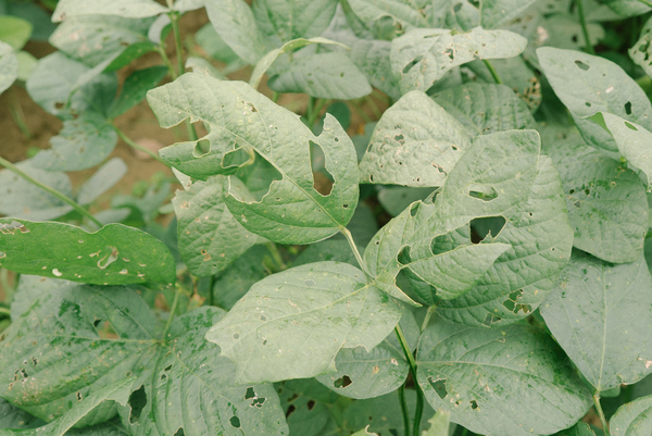 被動物吃掉的菜葉