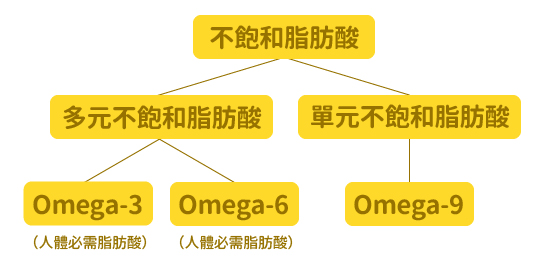 不飽和脂肪酸說明