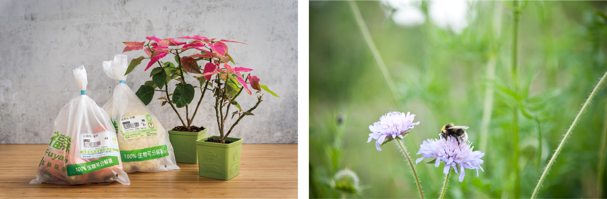 （左）里仁從源頭開始逐步進行包裝減塑，再將蔬果生質袋循環再利用，製成生質花盆，實踐循環回收的永續任務。（右）氣候異常造成蜜蜂數量銳減，嚴重影響授粉、糧食生產及生態失衡。