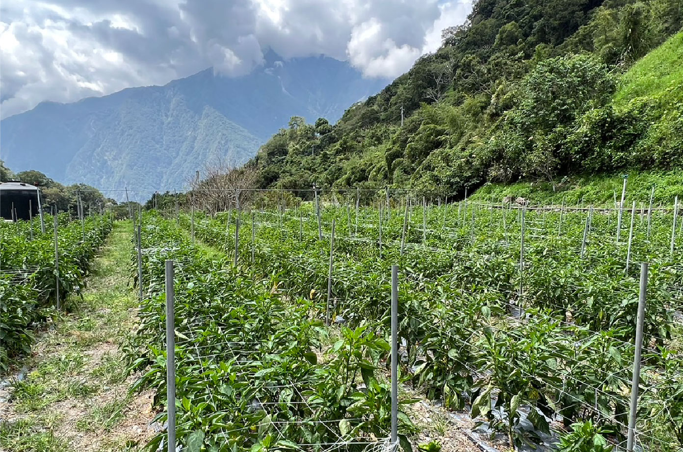 新心向榮有機農場