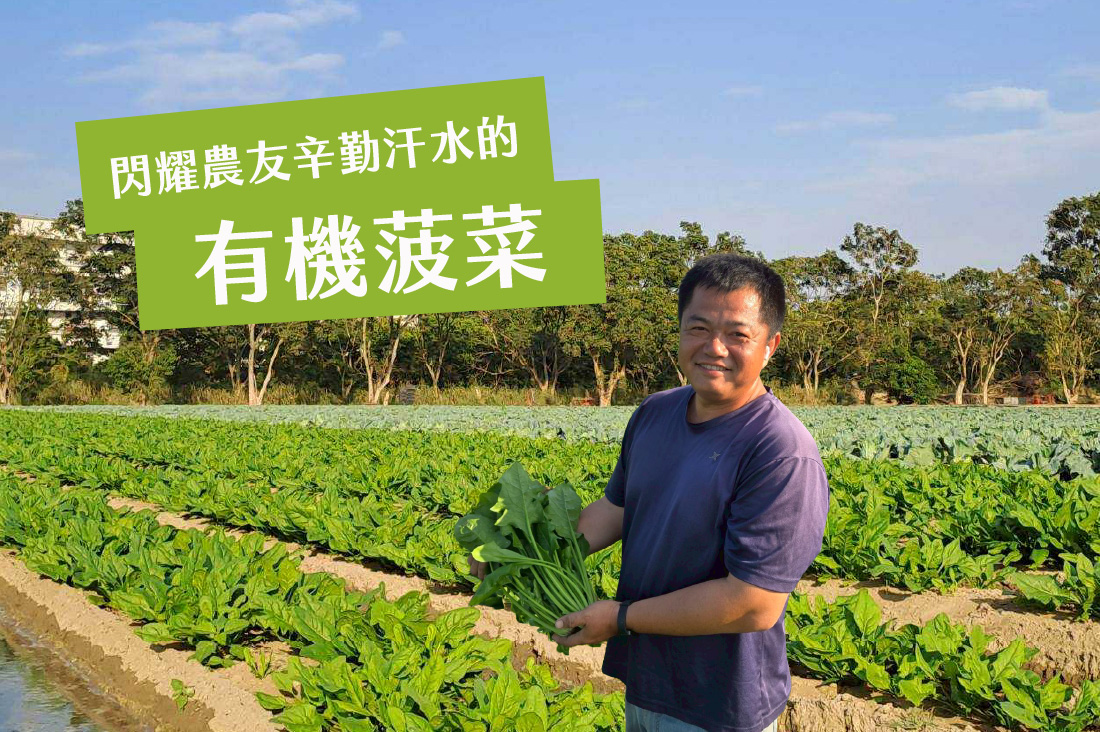 閃耀農友辛勤汗水的有機菠菜