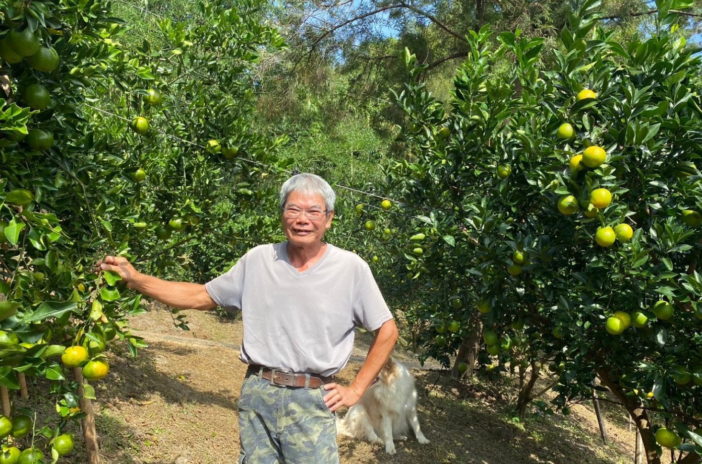 朱昌輝與有機柳丁果園