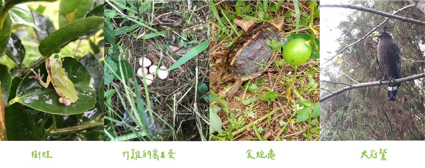 果園小小居戶｜樹蛙、 竹雞的窩＆蛋、 食蛇龜、大冠鷲