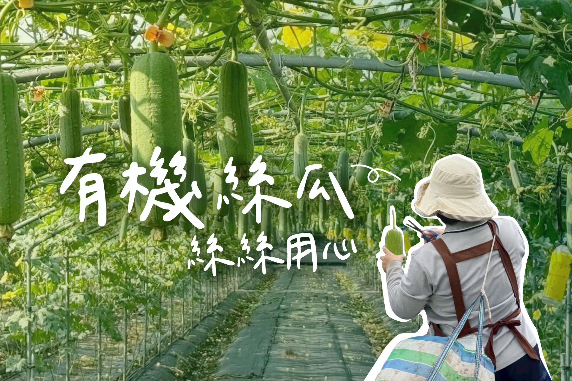 蘊含絲絲心意的有機絲瓜