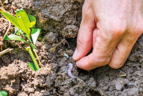 土壤中的蚯蚓等生物、微生物能幫助土壤構造的穩定。