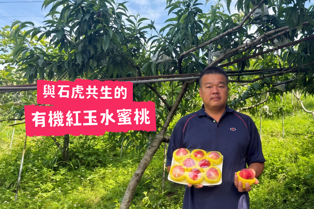 大雪山上與石虎共生的有機紅玉水蜜桃