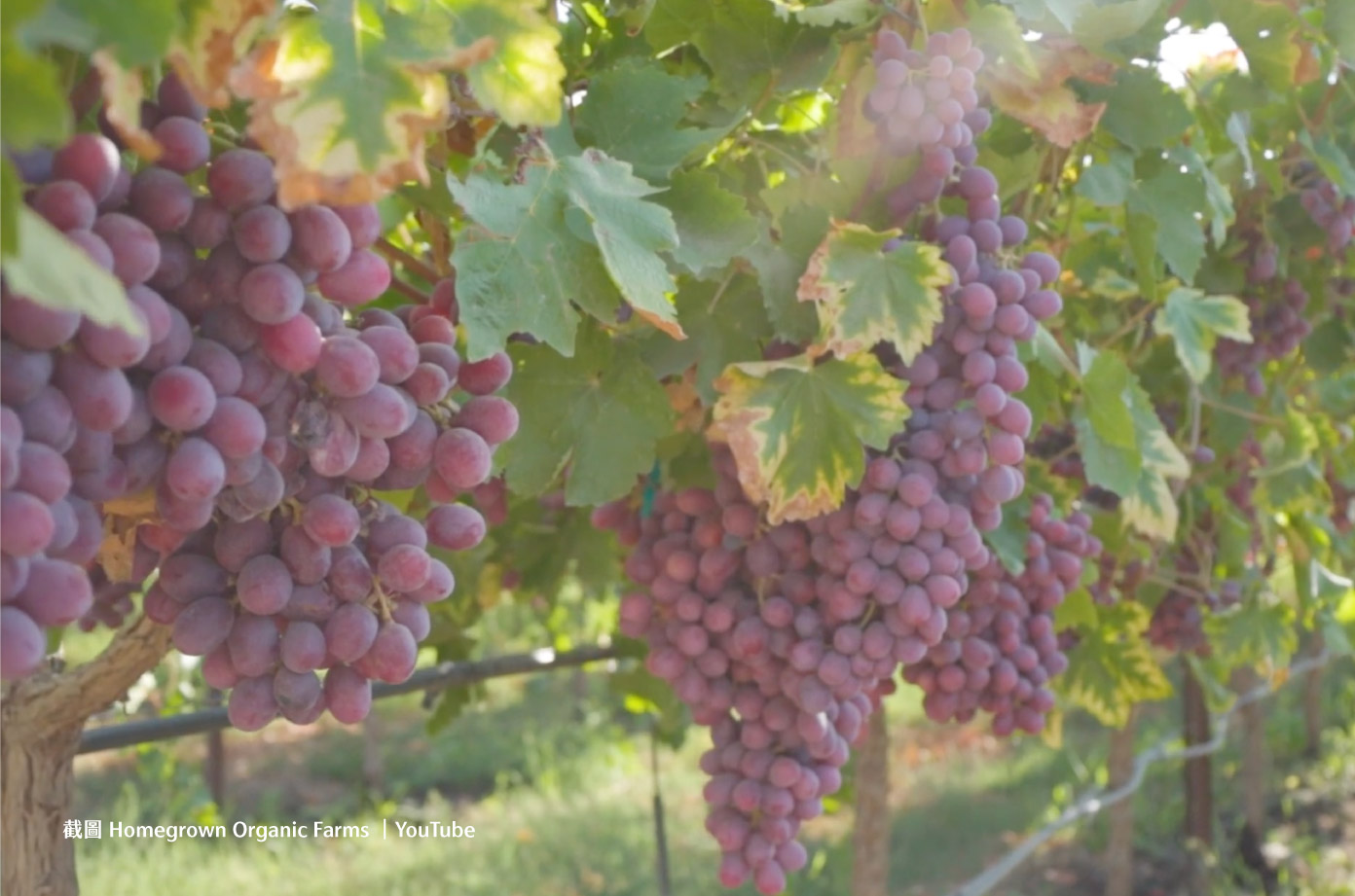 截圖 Homegrown Organic Farms |YouTube