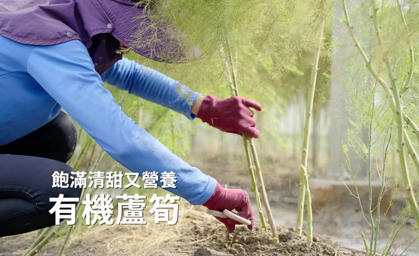 飽滿清甜又營養
有機蘆筍