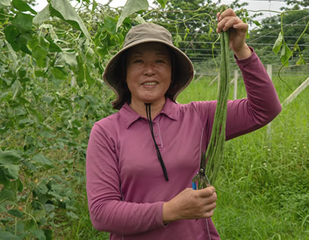 卞玉芬手拿豇豆