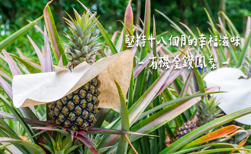 堅持十八個月的滋味－有機金鑽鳳梨