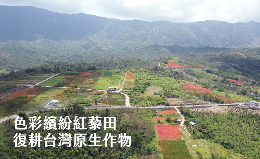 色彩繽紛紅藜田
復耕台灣本土作物