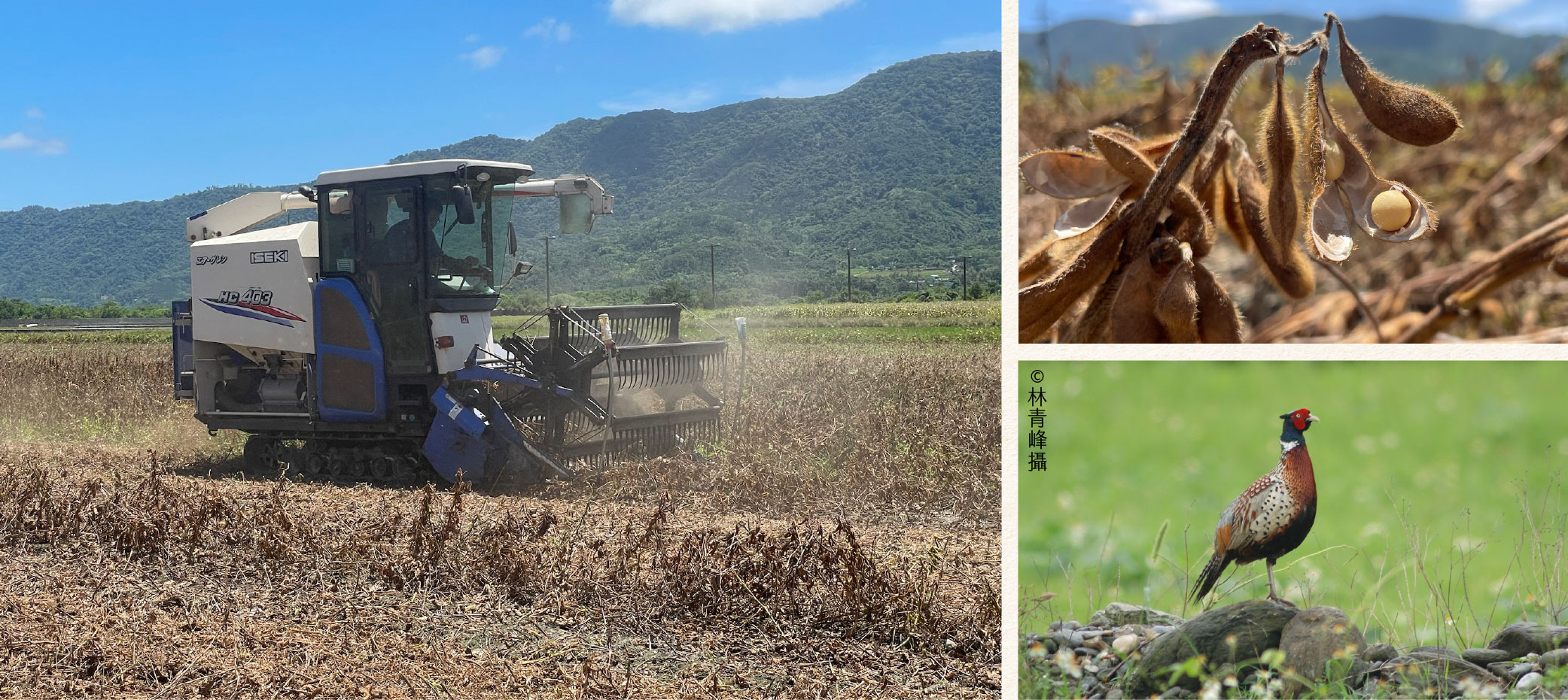 「花蓮好豆」合作社透過建立機械化流程，提供代耕服務，分享農耕經驗等方式，提升經濟規模，讓組織順暢運作；由於是友善種植，也保育了田間的環頸雉。