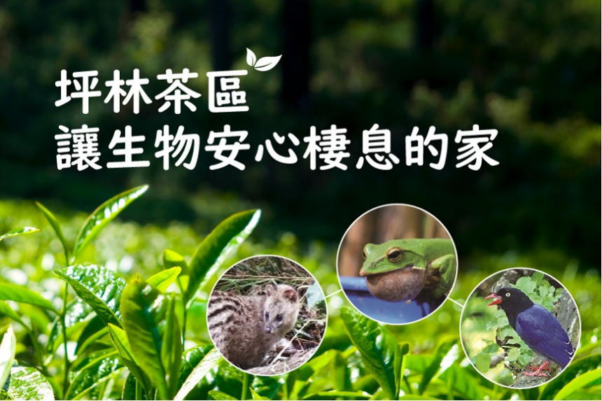 坪林茶區 成為生物安心棲息的家