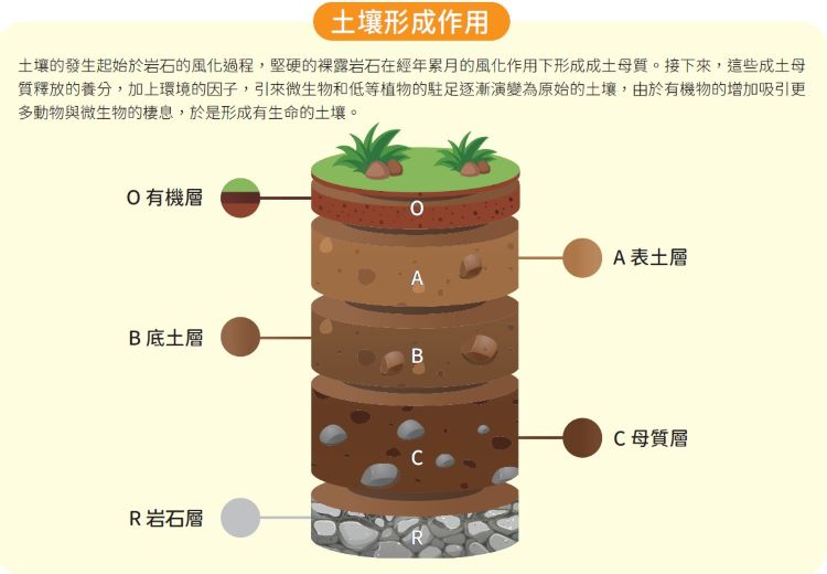 土壤形成作用