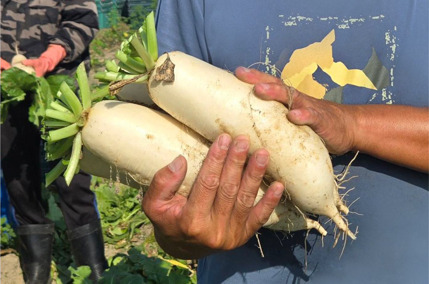 鮮採有機白蘿蔔