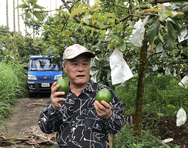 酪梨