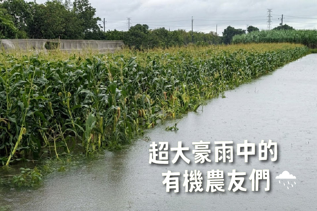 超大豪雨中的有機農友們