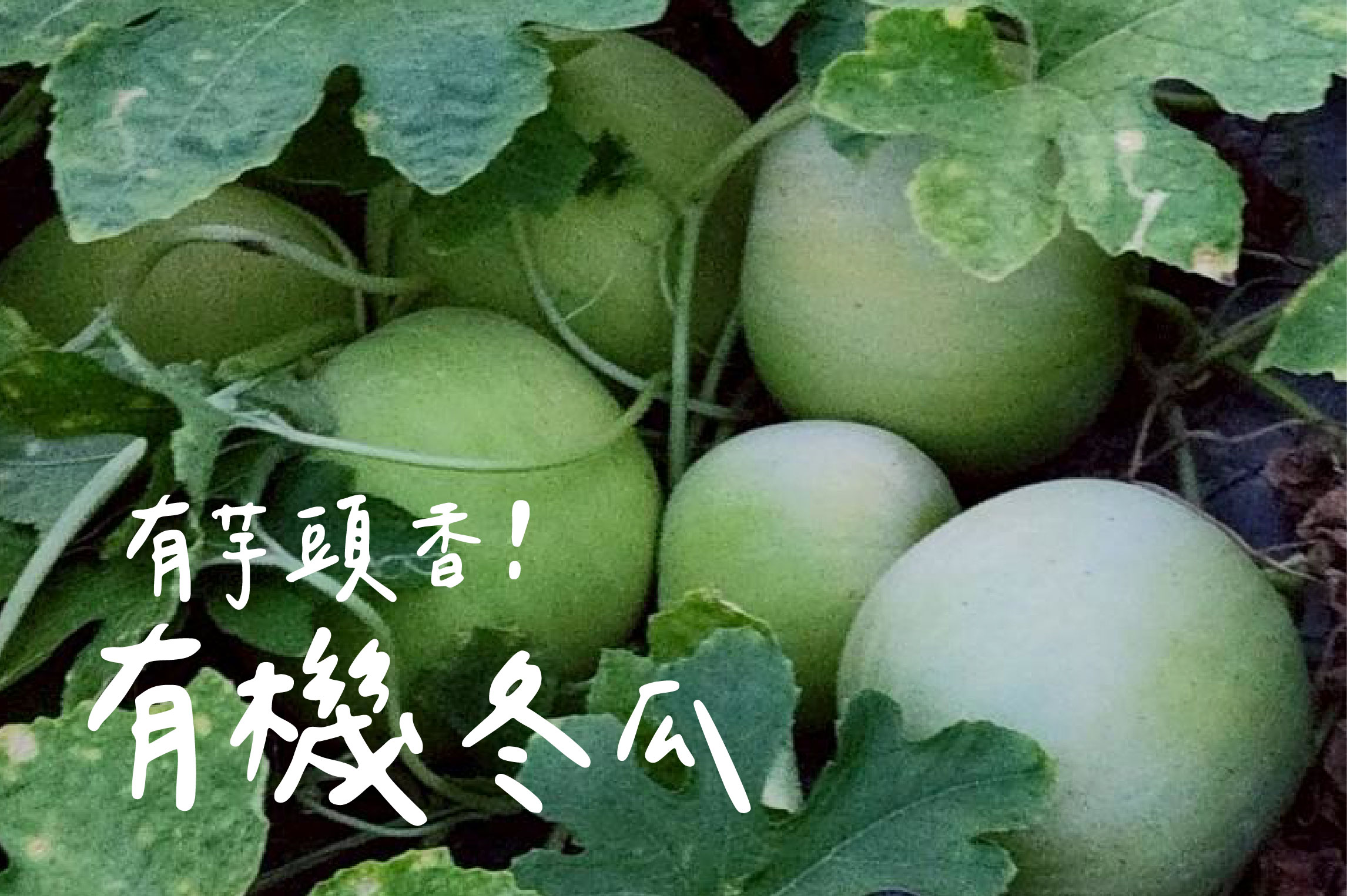 有機芋香冬瓜