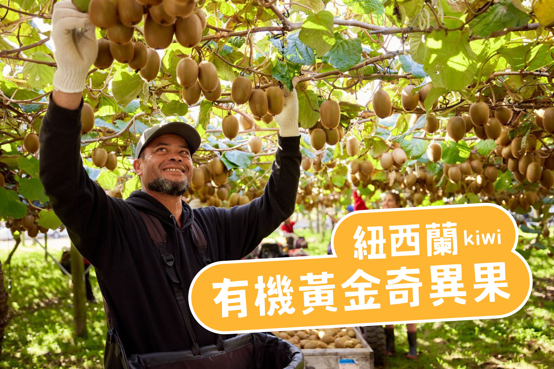 紐西蘭有機黃金奇異果