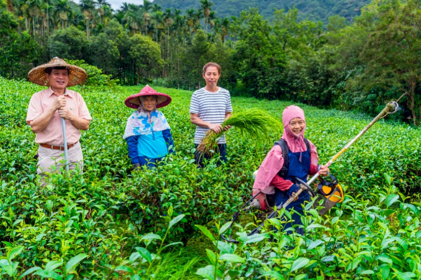 喝淨源茶護水源！有機茶園與環境共好