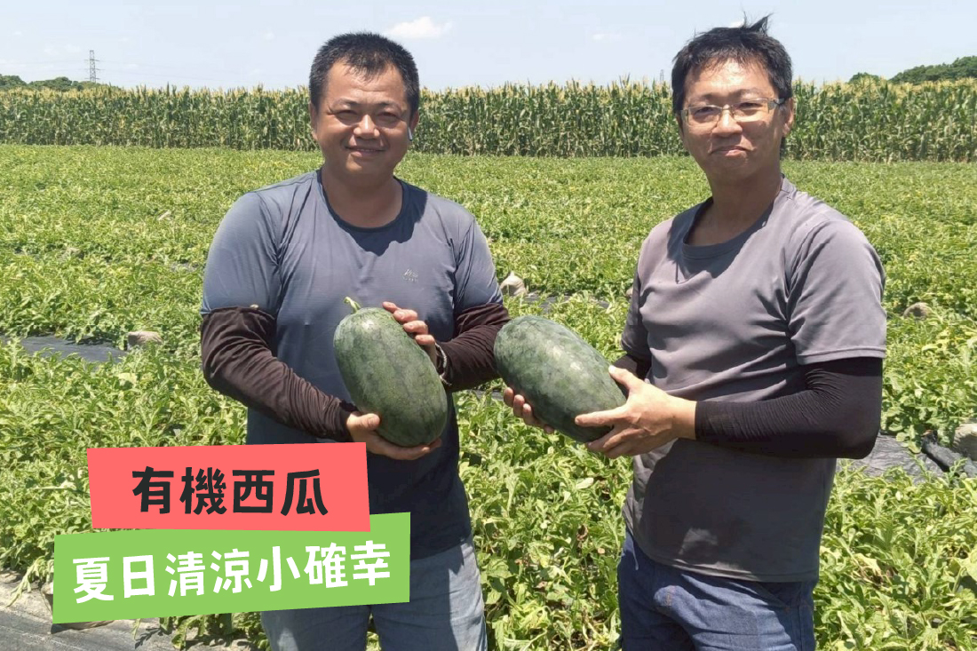 夏日清涼小確幸!有機西瓜