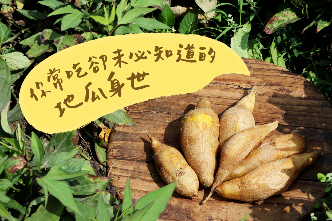那些你常吃,卻未必知道的地瓜身世
