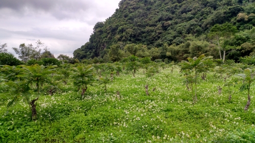 古昌弘田區-頭目養生香椿農場