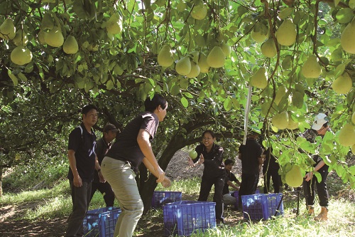 農友採收文旦柚