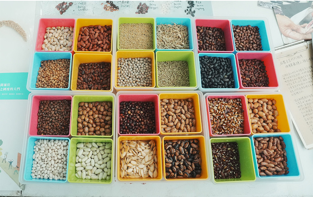 在花蓮「布農豆豆班」的菜園裡,種著黑芸豆、樹豆等20幾種豆子。