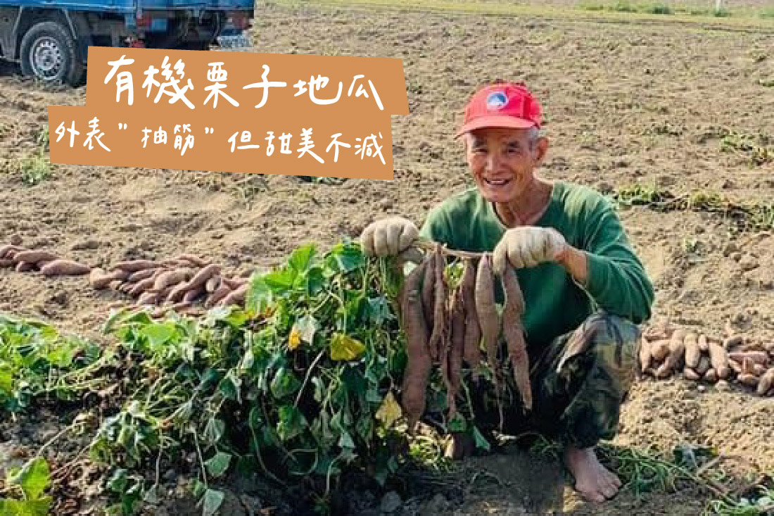 外表「抽筋」但甜美不減的有機栗子地瓜