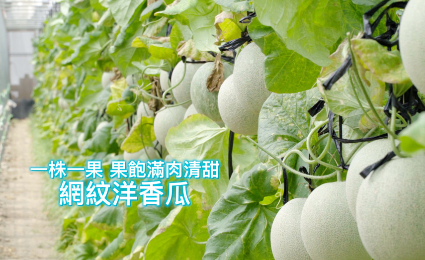 一株一果 果飽滿肉清甜・網紋洋香瓜