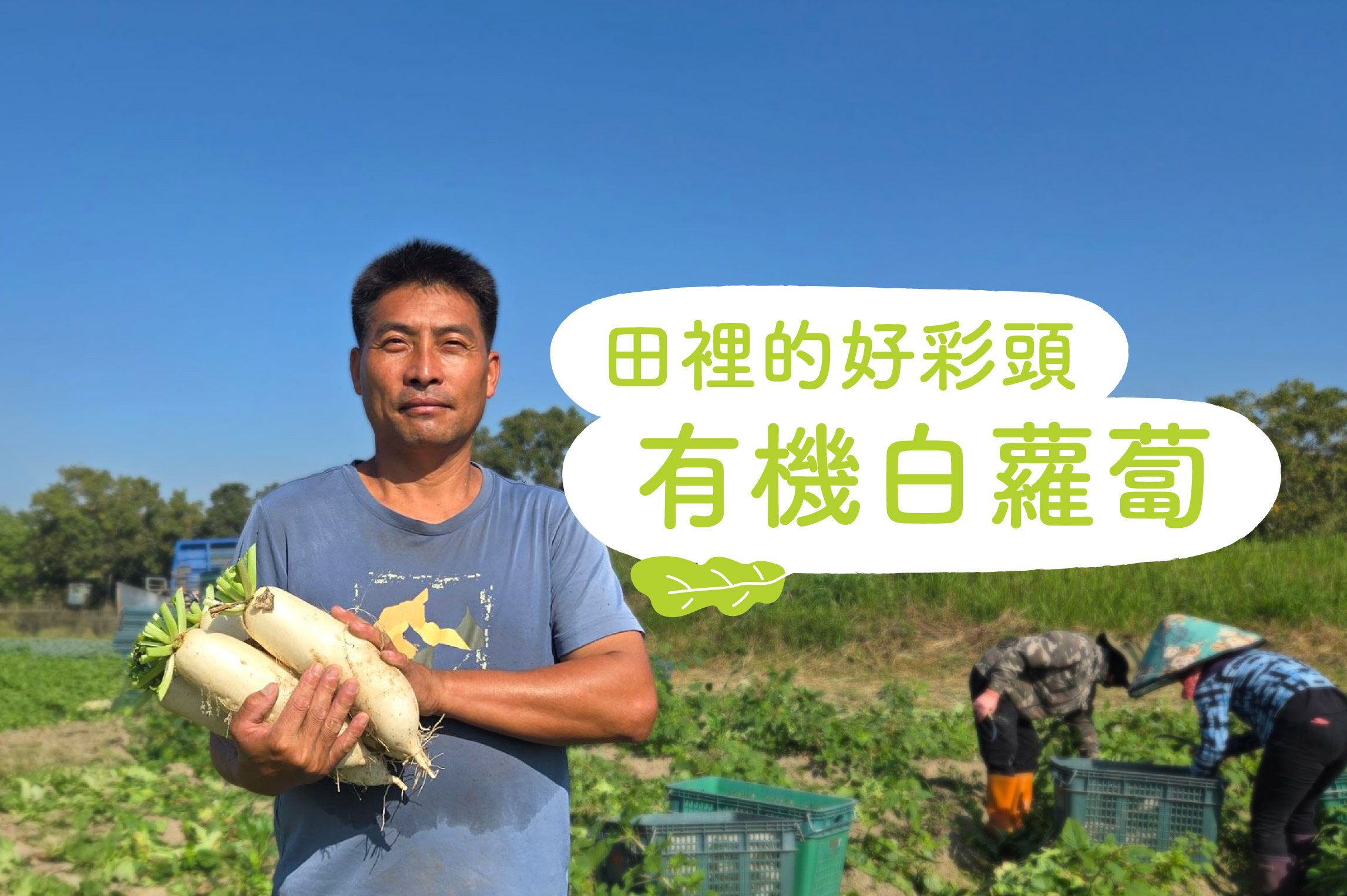 田裡的好彩頭 有機白蘿蔔
