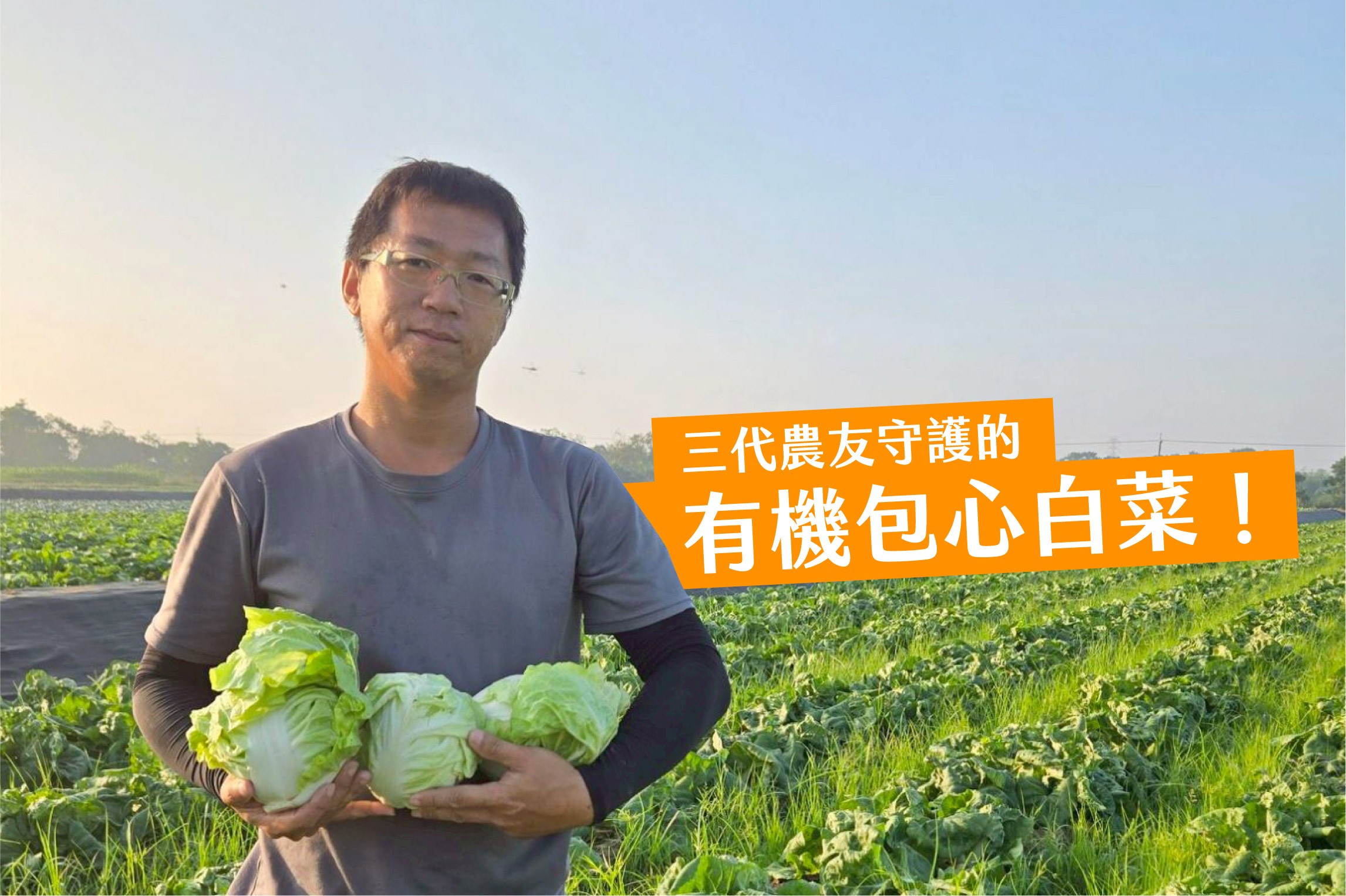 有機包心白菜 冬季裡的最佳配角