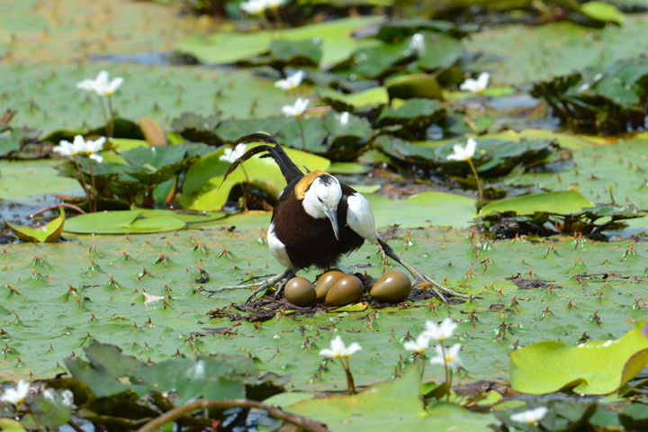 水雉鳥孵育鳥蛋