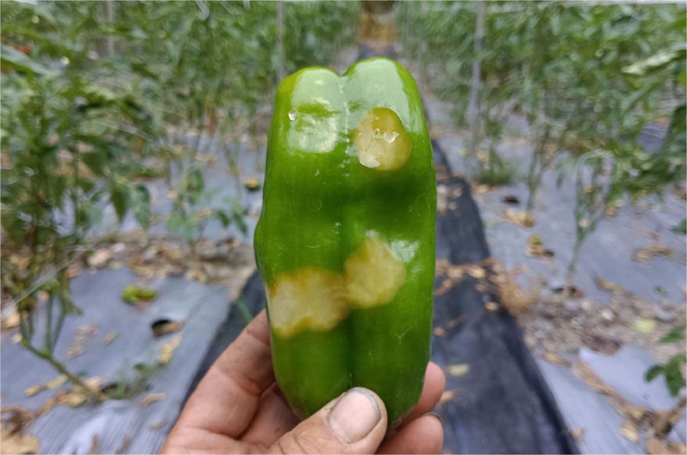 有機青椒的病蟲挑戰