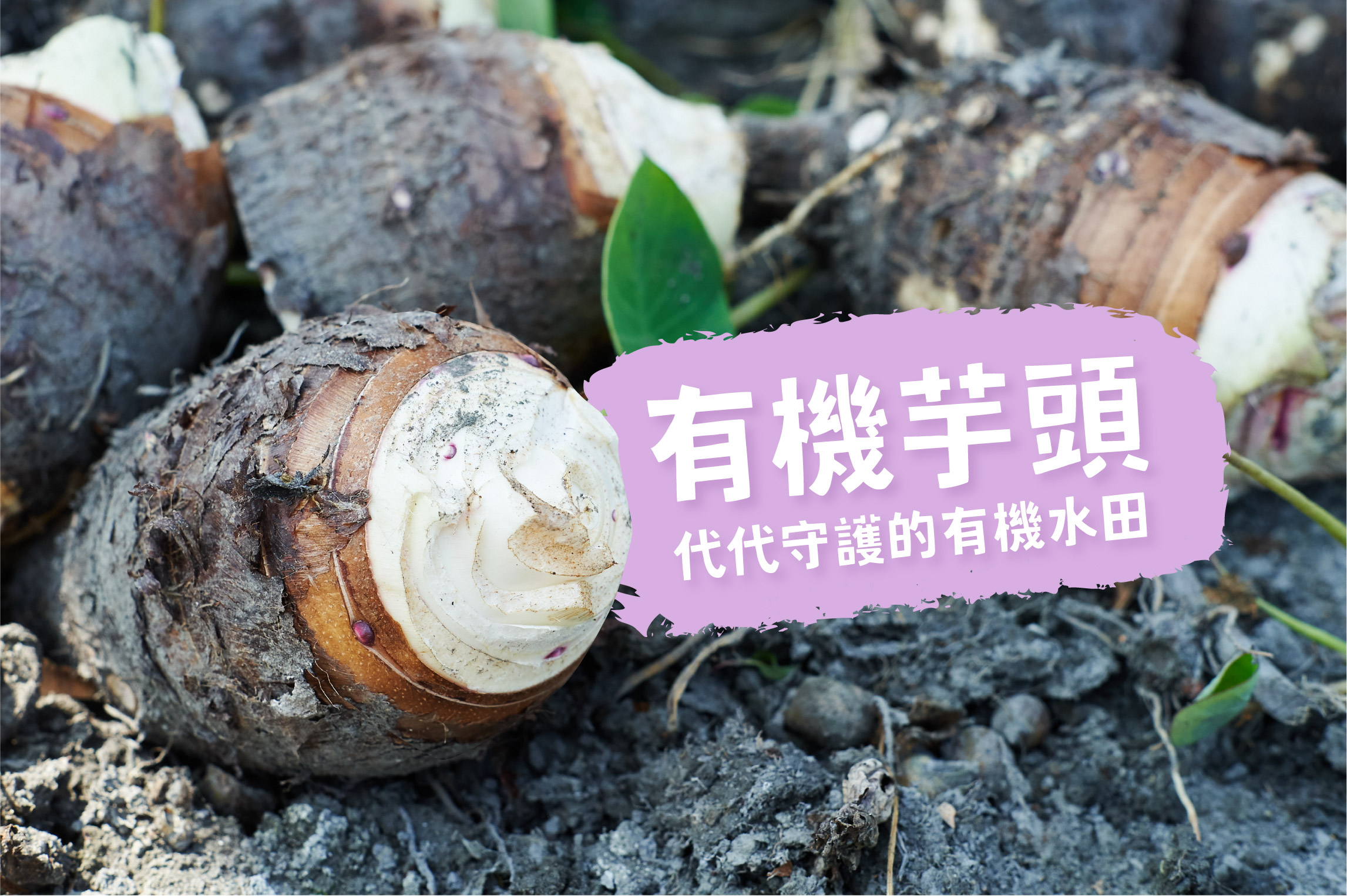 感動下一代的有機芋頭