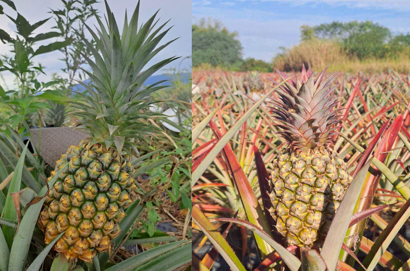 當季鮮甜金鑽鳳梨 | 夏季鳳梨(左)冬季鳳梨(右)