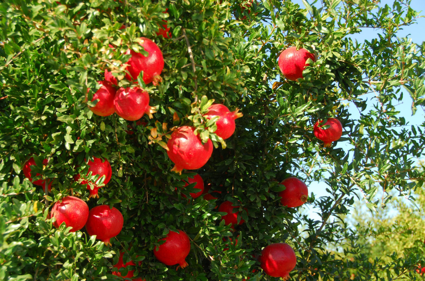 有機紅石榴果園