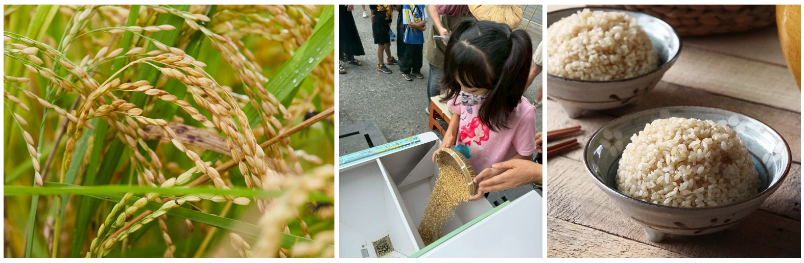 【有機食農體驗】來看懷舊牛車、體驗碾米、與「宜手作」一起捏飯糰