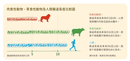 肉食性動物和草食性動物以及人類腸道長度比較圖